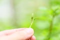Hand holding of sapling young plant growth on neutral green background - Agriculture little plant seeding growing for planting on Royalty Free Stock Photo