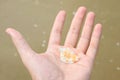 Hand holding a sea shell blurred sand background,close up,Sunlight shines, sunset morning Royalty Free Stock Photo