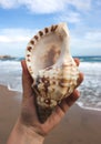 Hand holding a sea shell Royalty Free Stock Photo