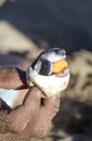 Hand holding Sea Turtle embryo in egg