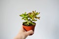 Hand holding sedum nussbaumerianum green house plant in brown plastic pot