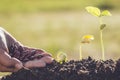 Hand holding seed and growth of young green plant Royalty Free Stock Photo