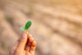 Hand holding seedlings for planting. Royalty Free Stock Photo