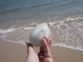 Hand holding a shell on the background is sandy beach and the sea Royalty Free Stock Photo