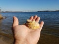 Hand holding shell near water and bridge in Solomons Island Maryland Royalty Free Stock Photo