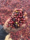 A hand holding and showing coffee cherries drying in the sun in a garden. In Ethiopia, people grow and drink the coffee they grow