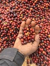 A hand holding and showing coffee cherries drying in the sun in a garden. In Ethiopia, people grow and drink the coffee they grow