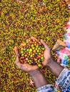 A hand holding and showing coffee cherries drying in the sun in a garden. In Ethiopia, people grow and drink the coffee they grow