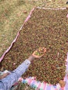 A hand holding and showing coffee cherries drying in the sun in a garden. In Ethiopia, people grow and drink the coffee they grow