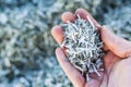 hand holding shredded paper for recycling symbol Royalty Free Stock Photo