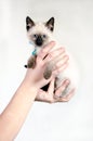 Hand holding a  Siamese kitten Royalty Free Stock Photo