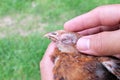 Hand holding a sick blind chicken infected with infectious coryza infection on swelling eyes.