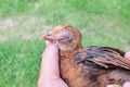 Hand holding a sick blind chicken infected with infectious coryza infection on swelling eyes.