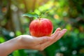 Hand holding single apple on orchard. Red apple in hand. Studio shot of red apple with leaf on hand. photo of hand holding apple. Royalty Free Stock Photo