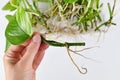 Hand holding single Marble Queen pothos houseplant cutting with long roots Royalty Free Stock Photo