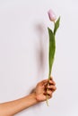 hand holding single purple tulips on white background. spring season concept. minimal composition. copy space Royalty Free Stock Photo