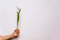 hand holding single purple tulips on white background. spring season concept. minimal composition. copy space Royalty Free Stock Photo