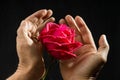 Hand holding single romantic red rose black background