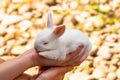 Hand holding a small baby white rabbit isolated on blurred background, Sleepy baby bunny isolated
