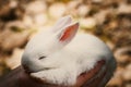 Hand holding a small baby white rabbit isolated on blurred background, Sleepy baby bunny isolated