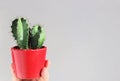 Hand holding a small cactus in a red pot Royalty Free Stock Photo