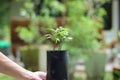 Hand holding small green plant in black plastic tree bag Royalty Free Stock Photo