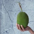 Hand holding small jack fruit Royalty Free Stock Photo