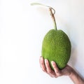 Hand holding small jack fruit Royalty Free Stock Photo