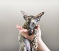 Hand holding a small kitten Devon Rex for demonstration and sale. A horizontal frame.