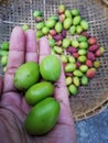 Hand holding small money apple with color background, Thailand