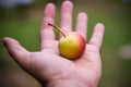 Hand holding small pear in a organic garden Royalty Free Stock Photo