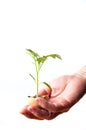 Hand holding small plant in eggshell Royalty Free Stock Photo