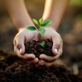 hand holding small plant growing in soil Royalty Free Stock Photo