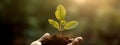 Hand holding small plant growing from soil. Nature green bokeh background. Earth day concept. Royalty Free Stock Photo