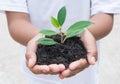 Hand holding small plant Royalty Free Stock Photo