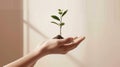 A hand holding a small plant in its palm Royalty Free Stock Photo