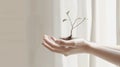 A hand holding a small plant in its palm Royalty Free Stock Photo