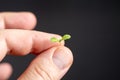 A hand holding a small plant Royalty Free Stock Photo