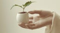 A hand holding a small plant in a white pot Royalty Free Stock Photo