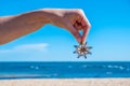 Hand holding small starfish.