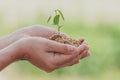 Hand holding small tree for planting. concept green world earth day. Royalty Free Stock Photo