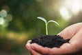 hand holding small tree for planting Royalty Free Stock Photo