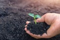 hand holding small tree for planting Royalty Free Stock Photo