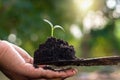 hand holding small tree for planting Royalty Free Stock Photo