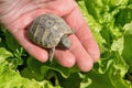 Hand holding a small turtle Royalty Free Stock Photo