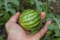 Hand Holding Small Unripe Watermelon Growing on Vine Royalty Free Stock Photo