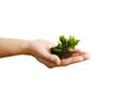 Hand holding small young plant, young tree isolated on white background Royalty Free Stock Photo