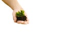 Hand holding small young plant, young tree isolated on white background Royalty Free Stock Photo