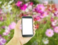Hand holding smart phoner on flower background Royalty Free Stock Photo