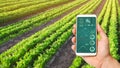 A hand is holding a smartphone with infographics on the background of a carrot plantation. Agriculture. innovative technologies